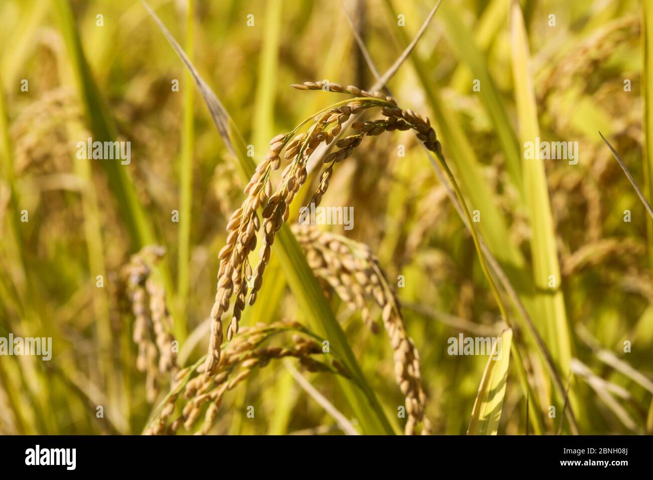 Reispflanzen werden im Herbst verschließet Stockfoto