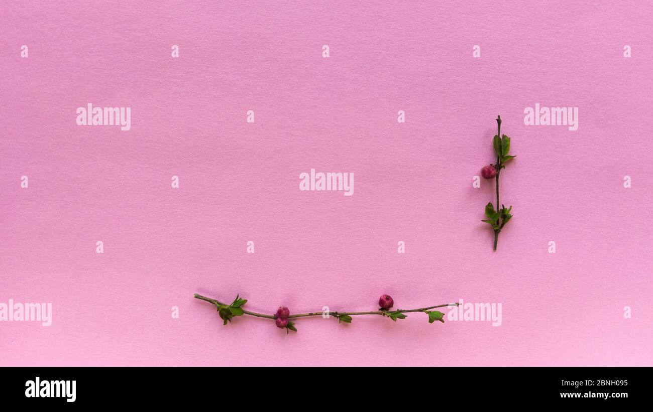 Minimalistischer Rahmen aus Zweigen mit Blättern und Beeren auf einem hellrosa Farbhintergrund mit Pastellstruktur. Einfaches flaches Lay mit Kopierfläche. Blumenmuster Stockfoto