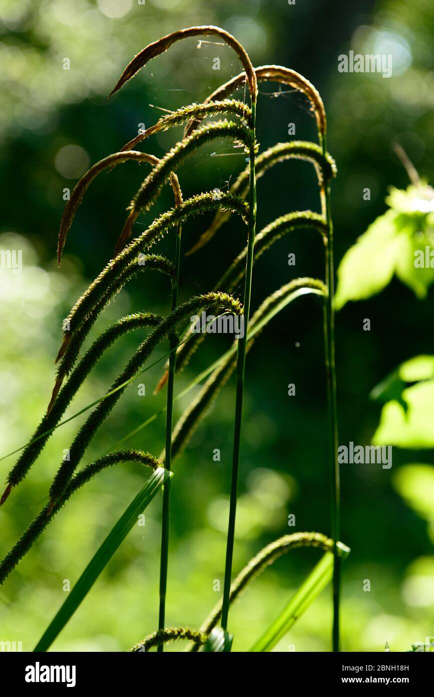 Sedge (Carex pendula) Blumenköpfe, Bord de Charente, Frankreich, Juni. Stockfoto