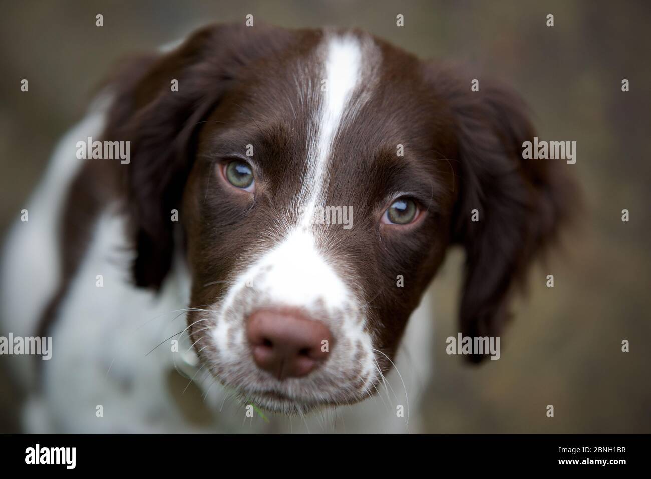 Ollie der englische Springer Spaniel Stockfoto