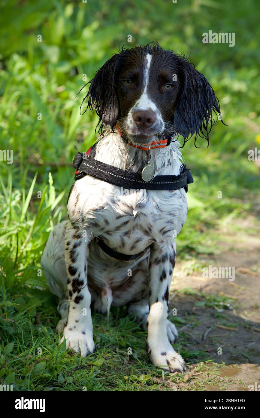 Ollie der englische Springer Spaniel Stockfoto