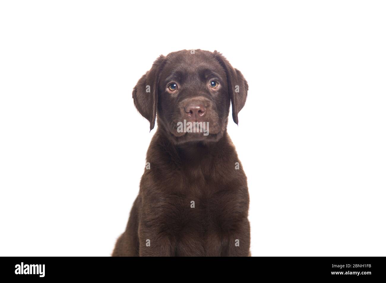 Porträt eines Welpen Hund ​​isolated auf weißem Hintergrund mit sympathischer Schnauze und intelligente Ausdruck Stockfoto