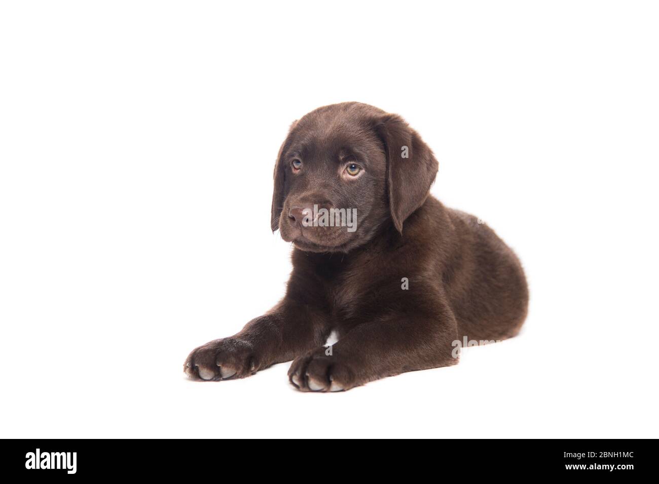 Porträt eines Hundewelpen auf weißem Hintergrund in ruhiger Haltung Stockfoto