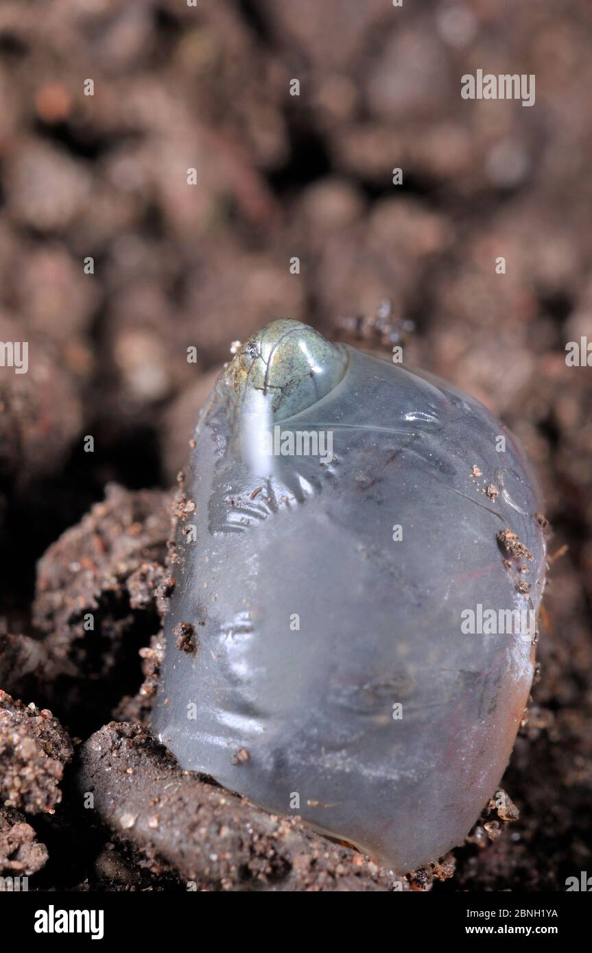 Gewöhnliche / viviparöse Eidechse (Zootoca vivipara) Ei junge brechen frei von Eiermembran es wurde geboren in. Diese Art kann beide gebären, um jung zu leben Stockfoto