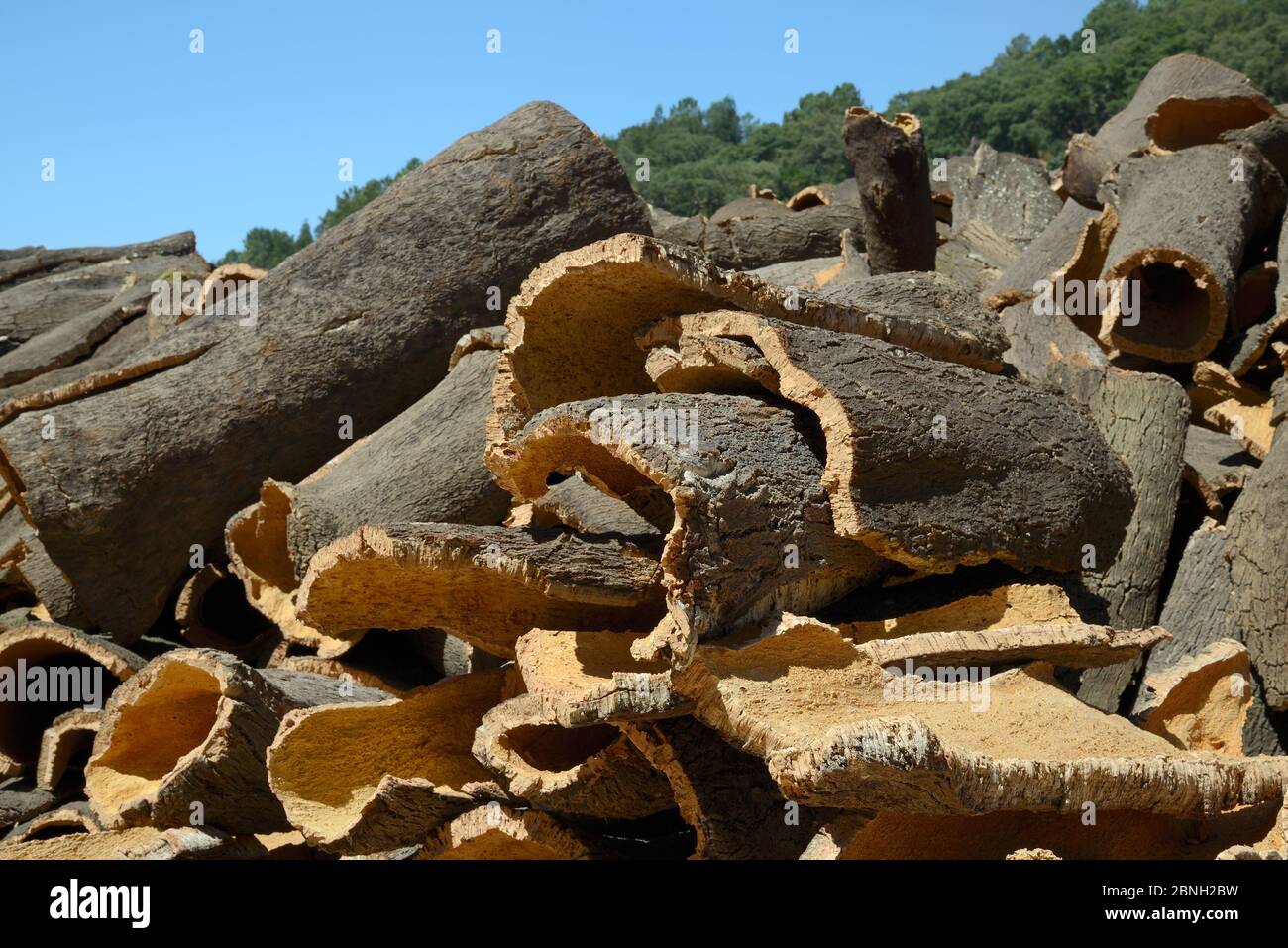 Korkeichenrinde frisch aus Korkeichenbäumen (Quercus suber) entfernt und zum Trocknen gestapelt, Monchique, Algarve, Portugal, August 2013. Stockfoto