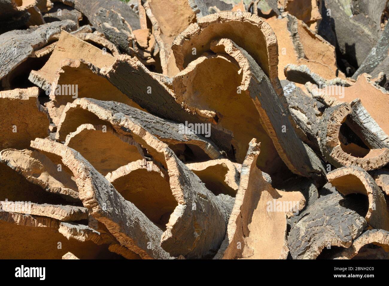 Korkeichenrinde frisch aus Korkeichenbäumen (Quercus suber), Monchique, Algarve, Portugal, August 2013. Stockfoto