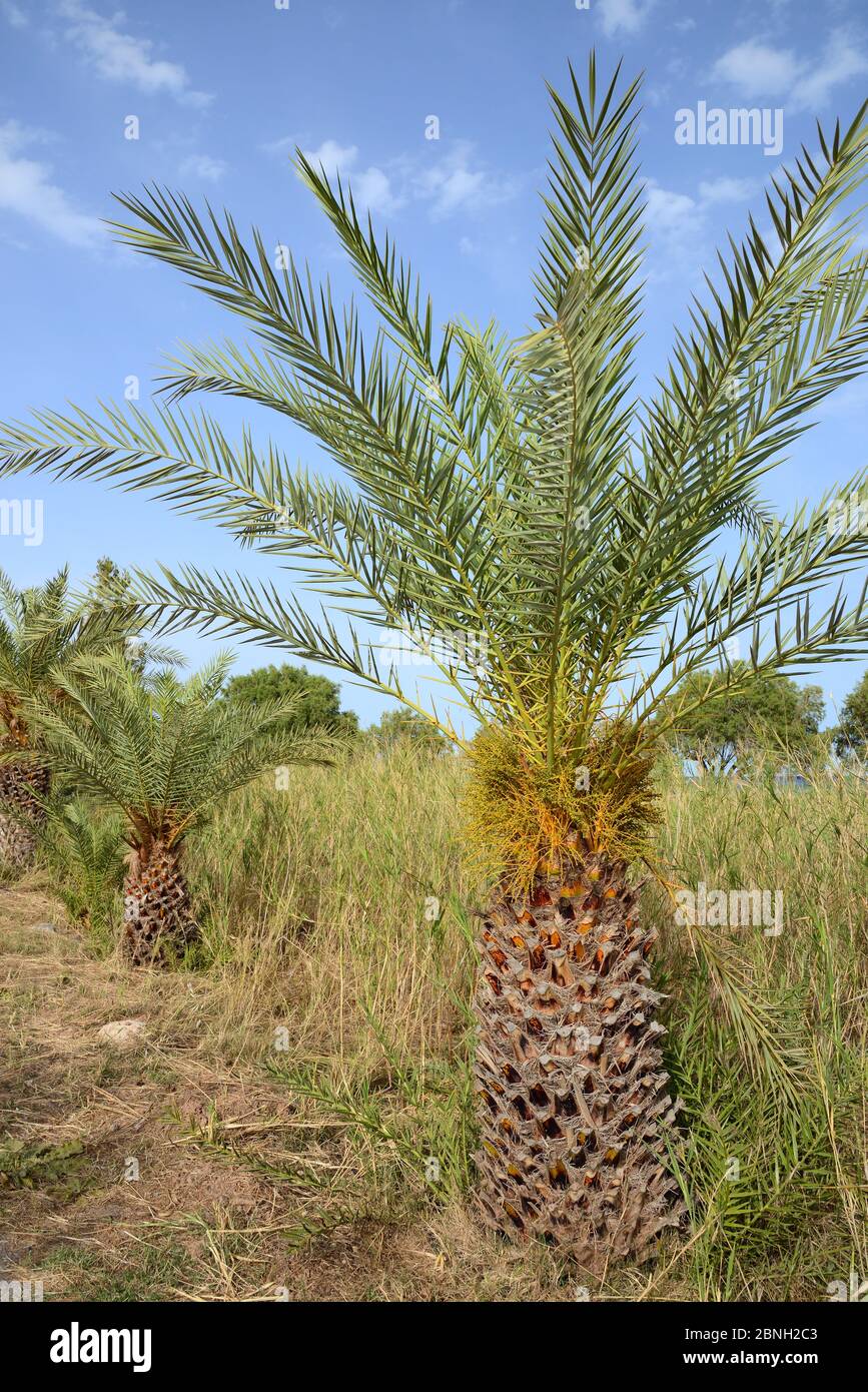 Junge kretische Dattelpalme (Phoenix theophrasti) mit sich entwickelnden Früchten, Xerokambos Dorf, Lasithi, Kreta, Griechenland, Mai 2013. Stockfoto