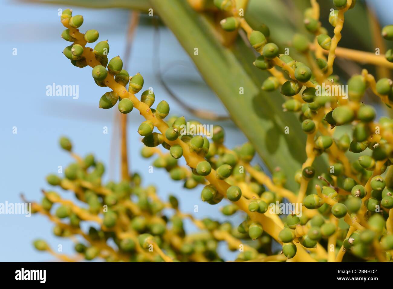 Früchte der kretischen Dattelpalme (Phoenix theophrasti), Xerokambos, Lasithi, Kreta, Griechenland, Mai 2013. Stockfoto