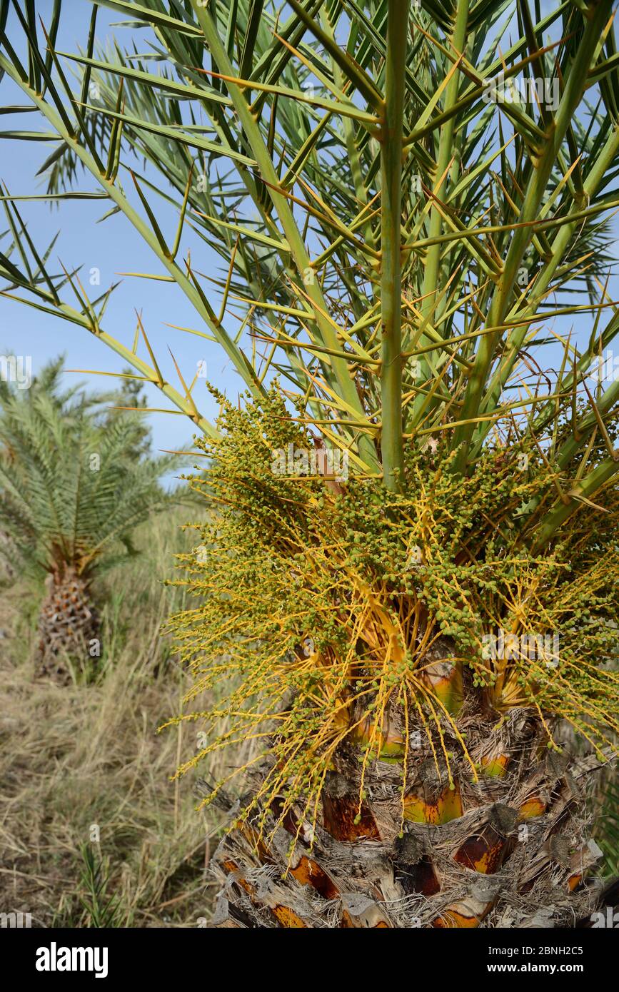 Junge kretische Dattelpalme (Phoenix theophrasti) mit sich entwickelnden Früchten, Xerokambos Dorf, Lasithi, Kreta, Griechenland, Mai 2013. Stockfoto