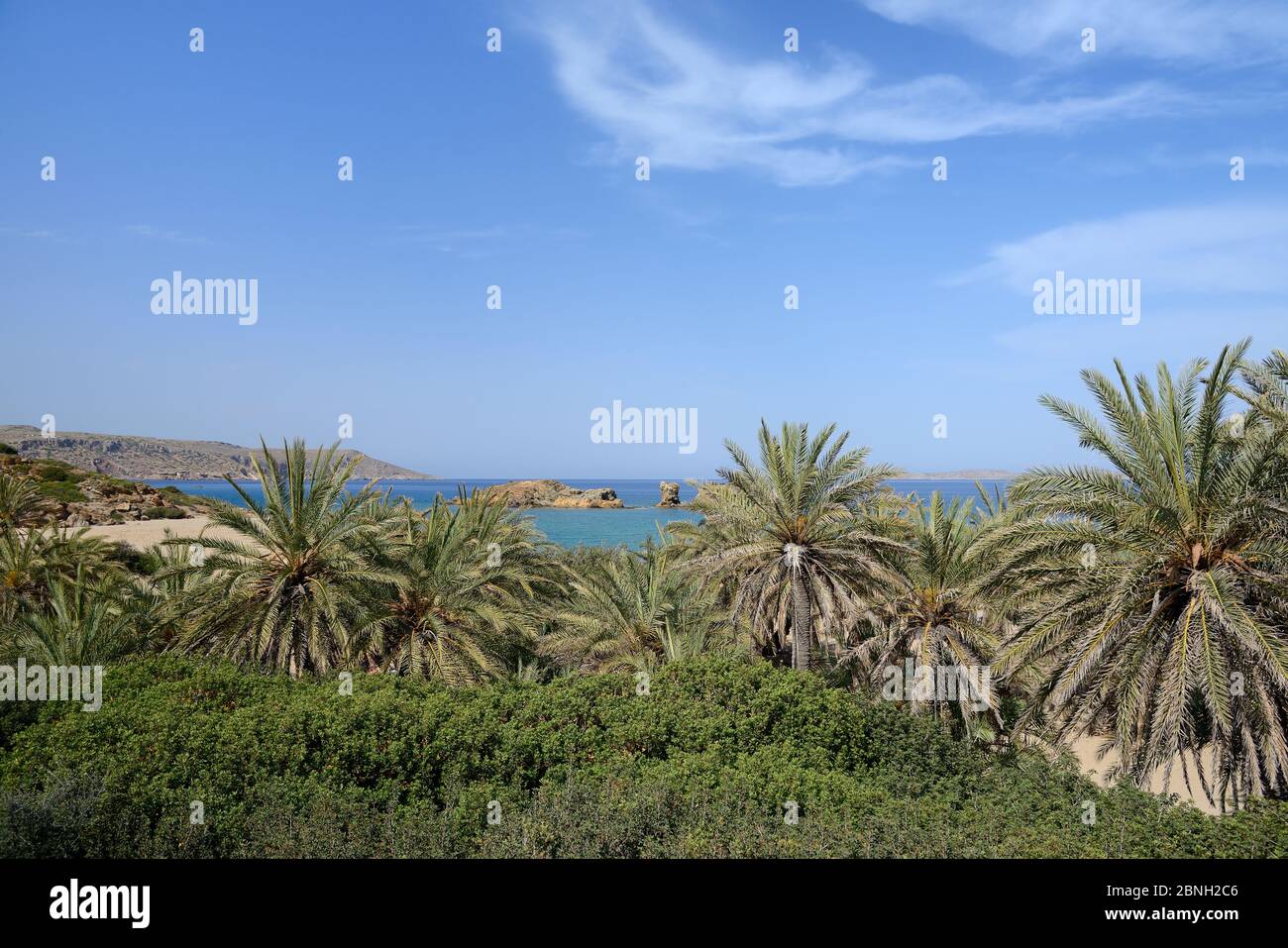Kretische Dattelpalmen (Phoenix theophrasti) am Strand von Vai, Sitia Natur Park, Lassithi, Kreta, Griechenland, Mai 2013. Stockfoto