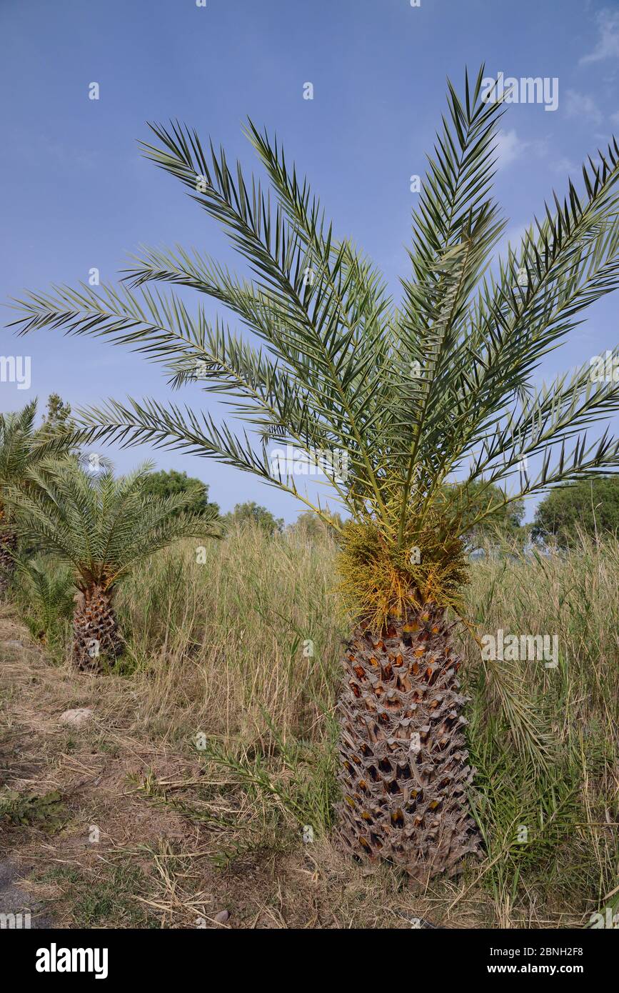 Junge kretische Dattelpalmen (Phoenix theophrasti), Xerokambos Dorf, Lasithi, Kreta, Griechenland, Mai 2013. Stockfoto