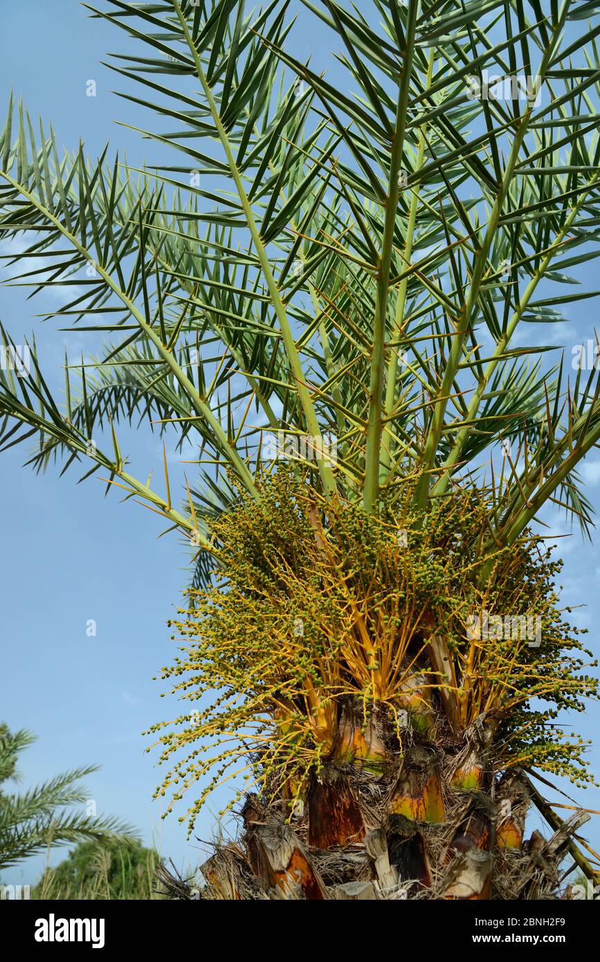 Junge kretische Dattelpalme (Phoenix theophrasti) mit sich entwickelnden Früchten, Xerokambos Dorf, Lasithi, Kreta, Griechenland, Mai 2013. Stockfoto