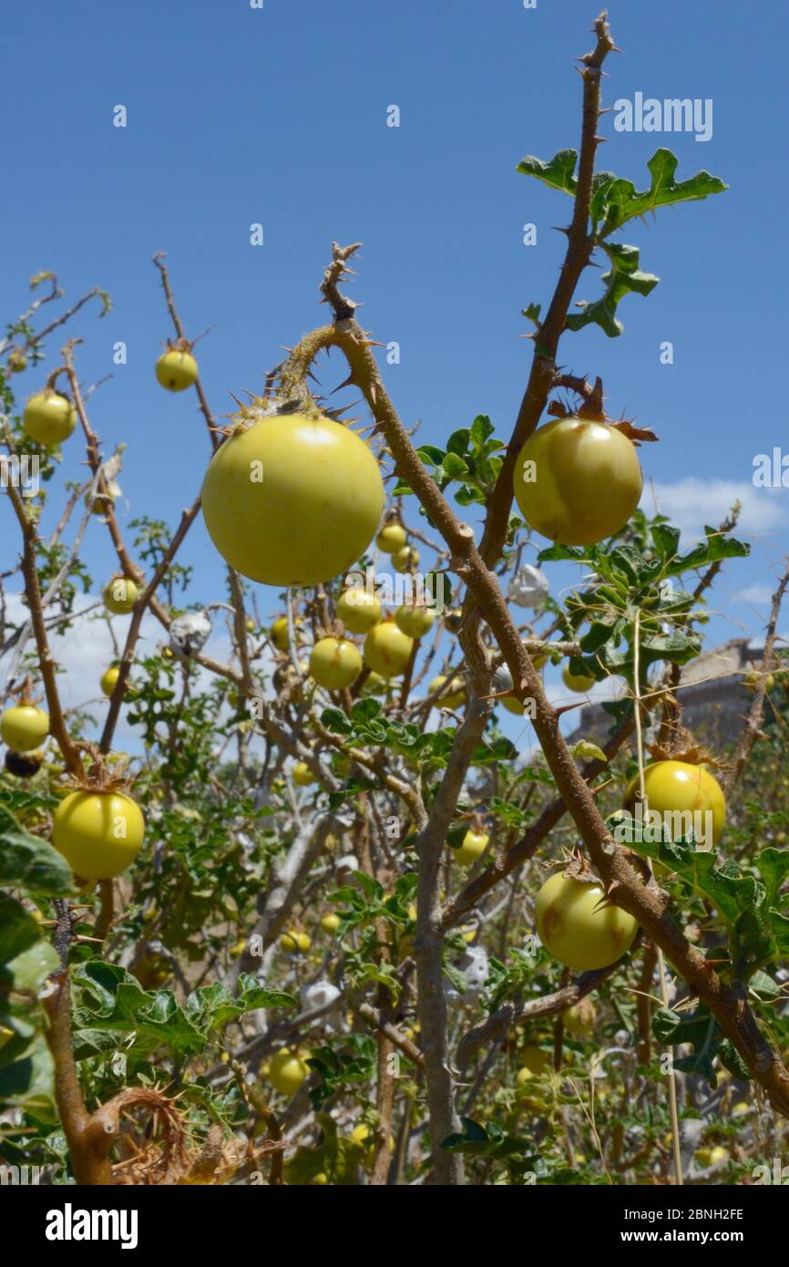 Sodom-Apfel / Teufelsapfel / Teufelskartomate (Solanum linnaeanum / sodomaeum) eine invasive südafrikanische Art mit vielen giftigen gelben Früchten, ro Stockfoto