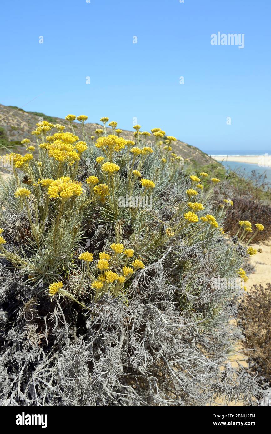 Currypflanze (Helichrysum italicum picardii) Klumpen blühend auf Sanddünen, südöstlicher Alentejo und Costa Vicentina Nationalpark, Algarve, Portugal, Stockfoto