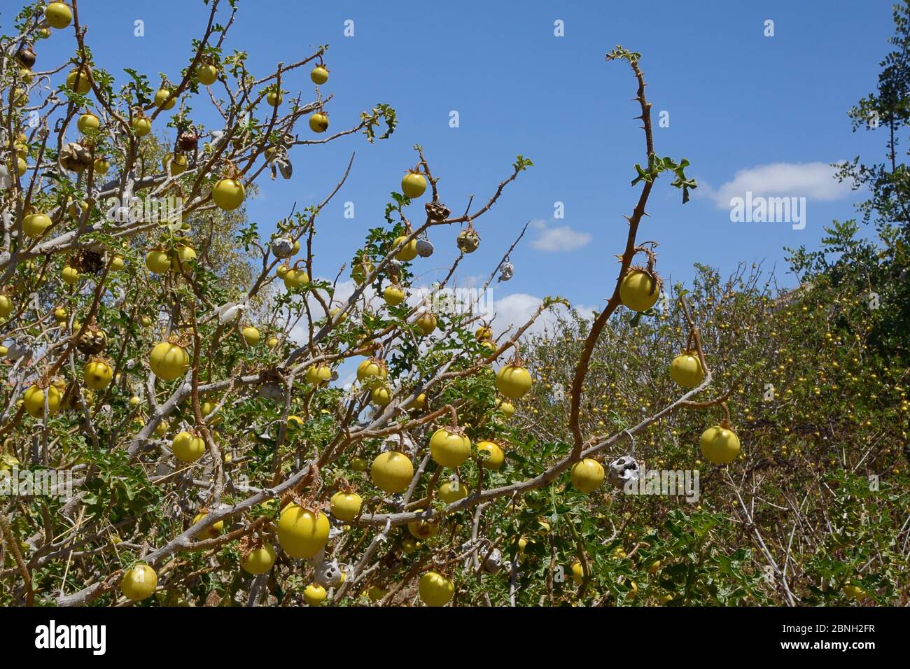 Sodom-Apfel / Teufelsapfel / Teufelskartomate (Solanum linnaeanum / sodomaeum) eine invasive südafrikanische Art mit vielen giftigen gelben Früchten, ro Stockfoto