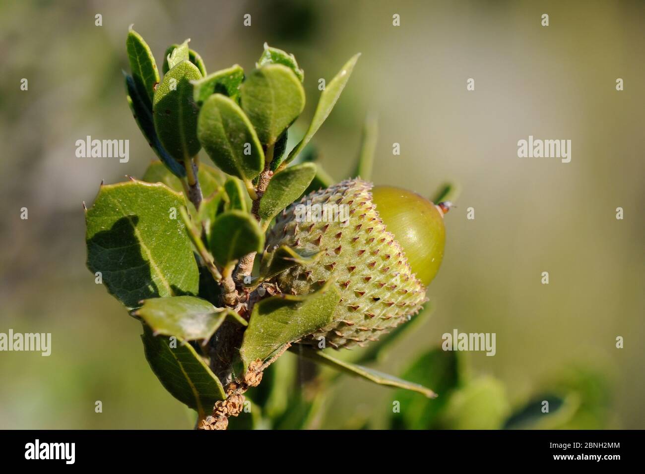 Eichel der Kermes Eiche (Quercus coccifera) in Küstenmaquis / Garrigue scrubland, Argolis, Peloponnes, Griechenland, August 2013. Stockfoto