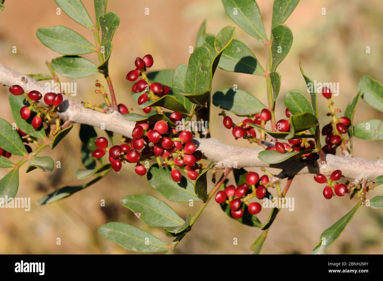 Mastixbaum / Lentisc (Pistacia lentiscus), die Quelle von Gummi-Mastixharz, mit Früchten Reifung auf einem Zweig, Argolis, Peloponnes, Griechenland, August 201 Stockfoto