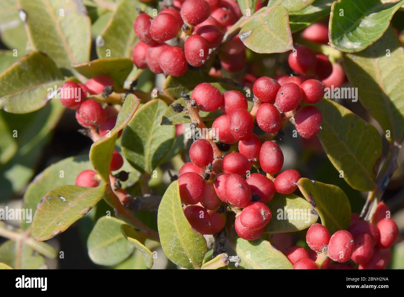 Mastixbaum / Lentisc (Pistacia lentiscus), die Quelle von Gummi-Mastixharz, mit Früchten Reifung auf einem Zweig, Kos, Griechenland, August 2013. Stockfoto