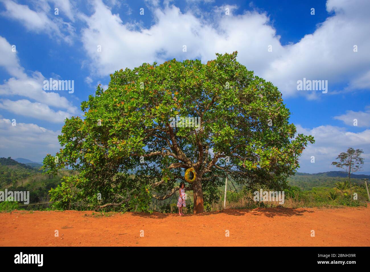 Ein kleines Mädchen, das an einem sonnigen Tag unter einem Baum steht Stockfoto