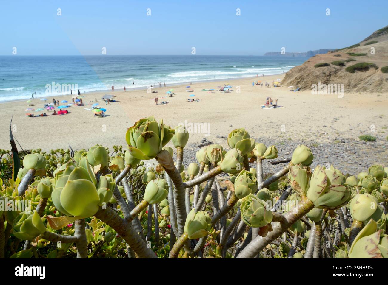 Baum Aeonium / Baum houseleek (Aeonium arboreum), eine eingeführte Art von den Kanaren wächst auf einer Küstenvorhöhe mit Blick auf einen Strand, Praia de Stockfoto