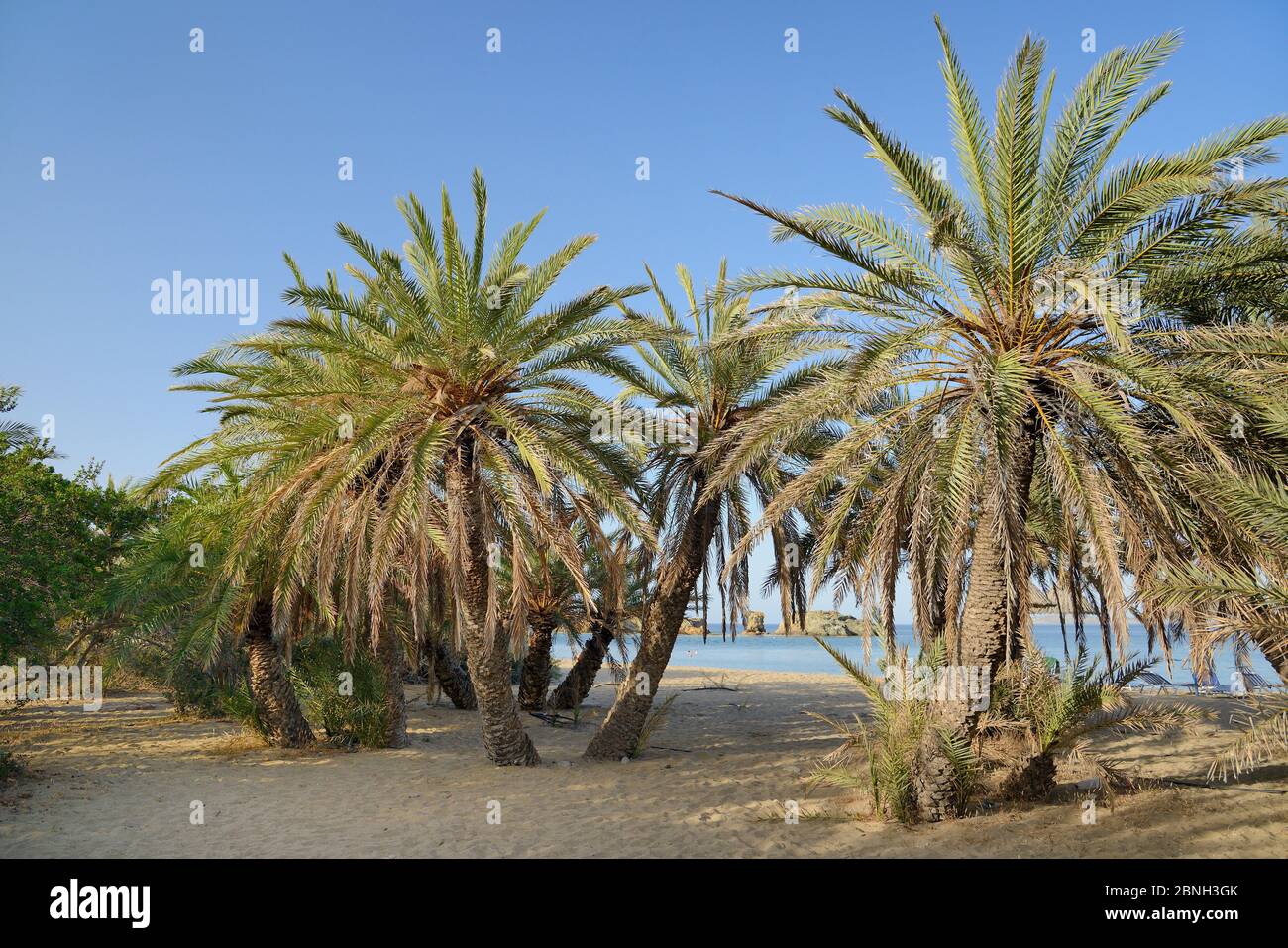 Der Strand von Vai mit Kretische Dattelpalmen (Phoenix theophrasti), Sitia Natur Park, Lassithi, Kreta, Griechenland, Mai 2013. Stockfoto