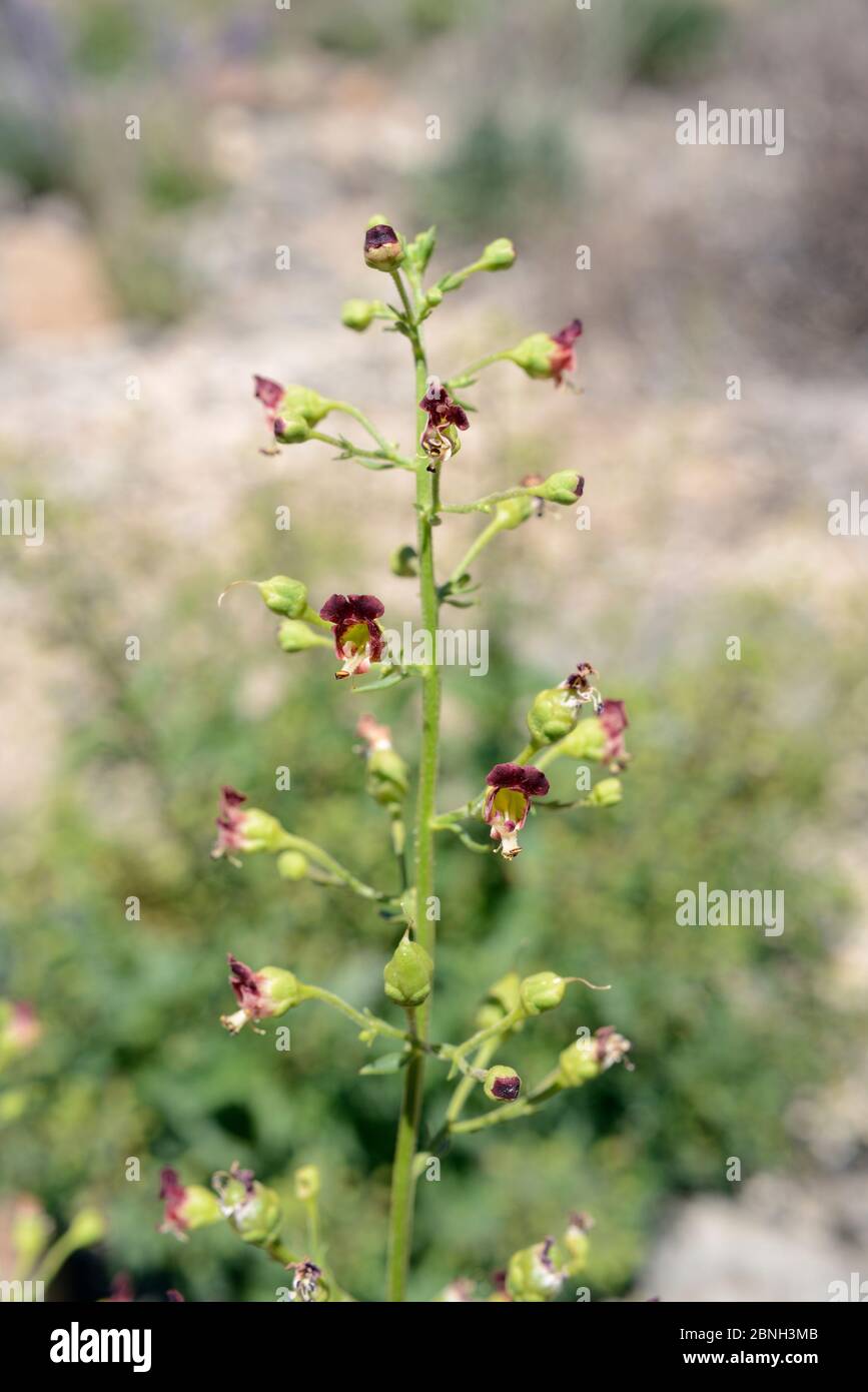 Canary Mountain Figwort (Scropularia glabrata), eine Kanarienfigur endemisch, blühend in der Caldera Las Canadas,Teide Nationalpark, Teneriffa, Mai. Stockfoto