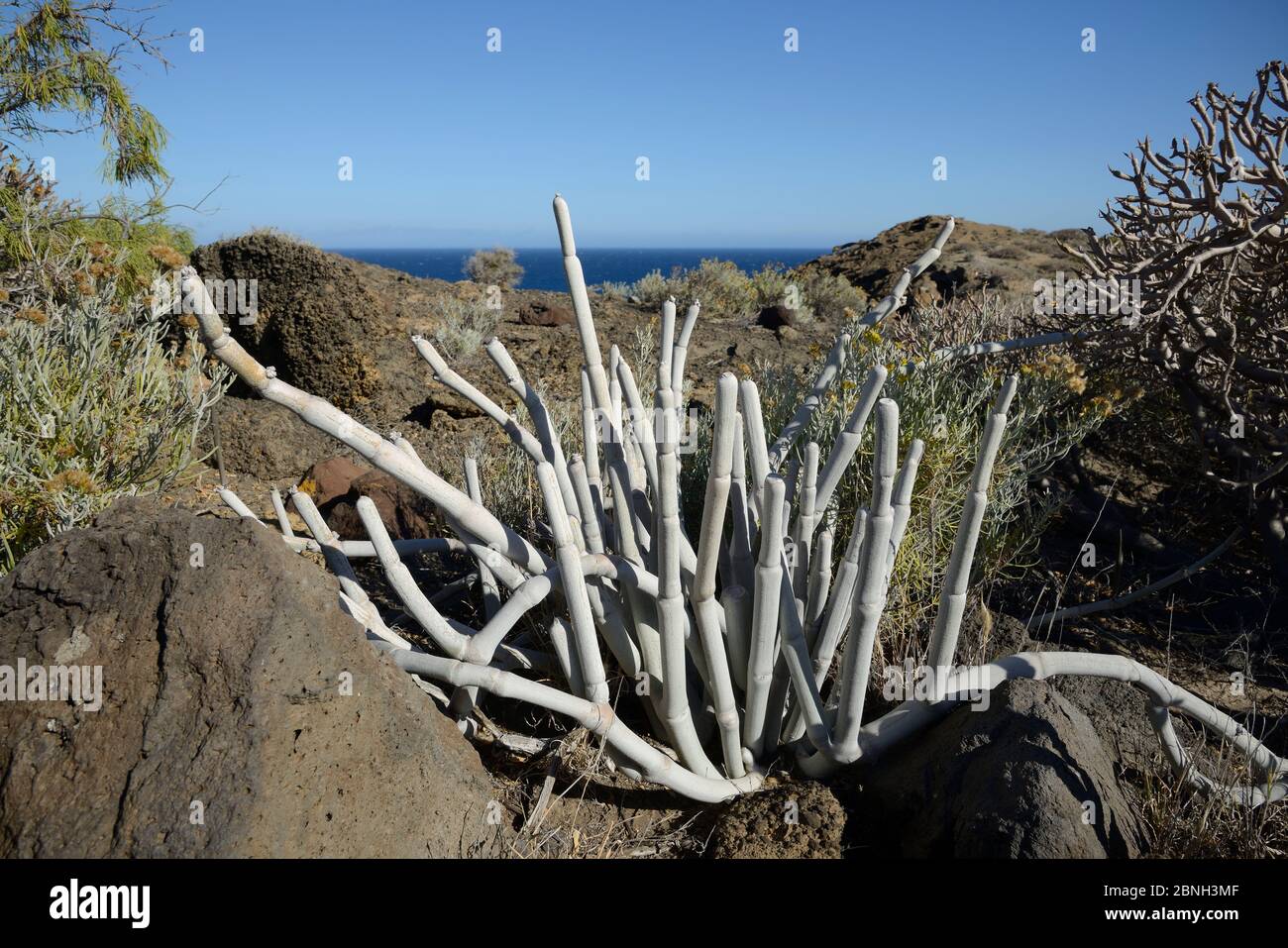 Braun-blühende Wachspflanze / Cardoncillo gris (Ceropegia fusca), EINE Kanarienpflanze endemisch, wächst unter vulkanischen Lavagestein in ariden Küstenschroffen, Tener Stockfoto