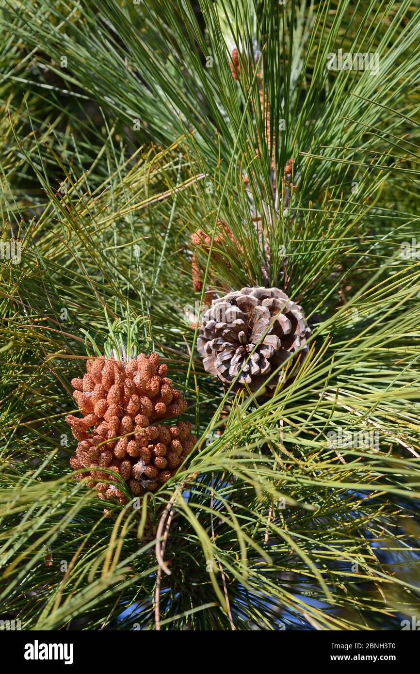 Reife, pollen produzierende Kegel und alte offene Kegel einer Kanarienkiefer (Pinus canariensis), endemisch auf den Kanaren, Teide Nationalpark, Stockfoto