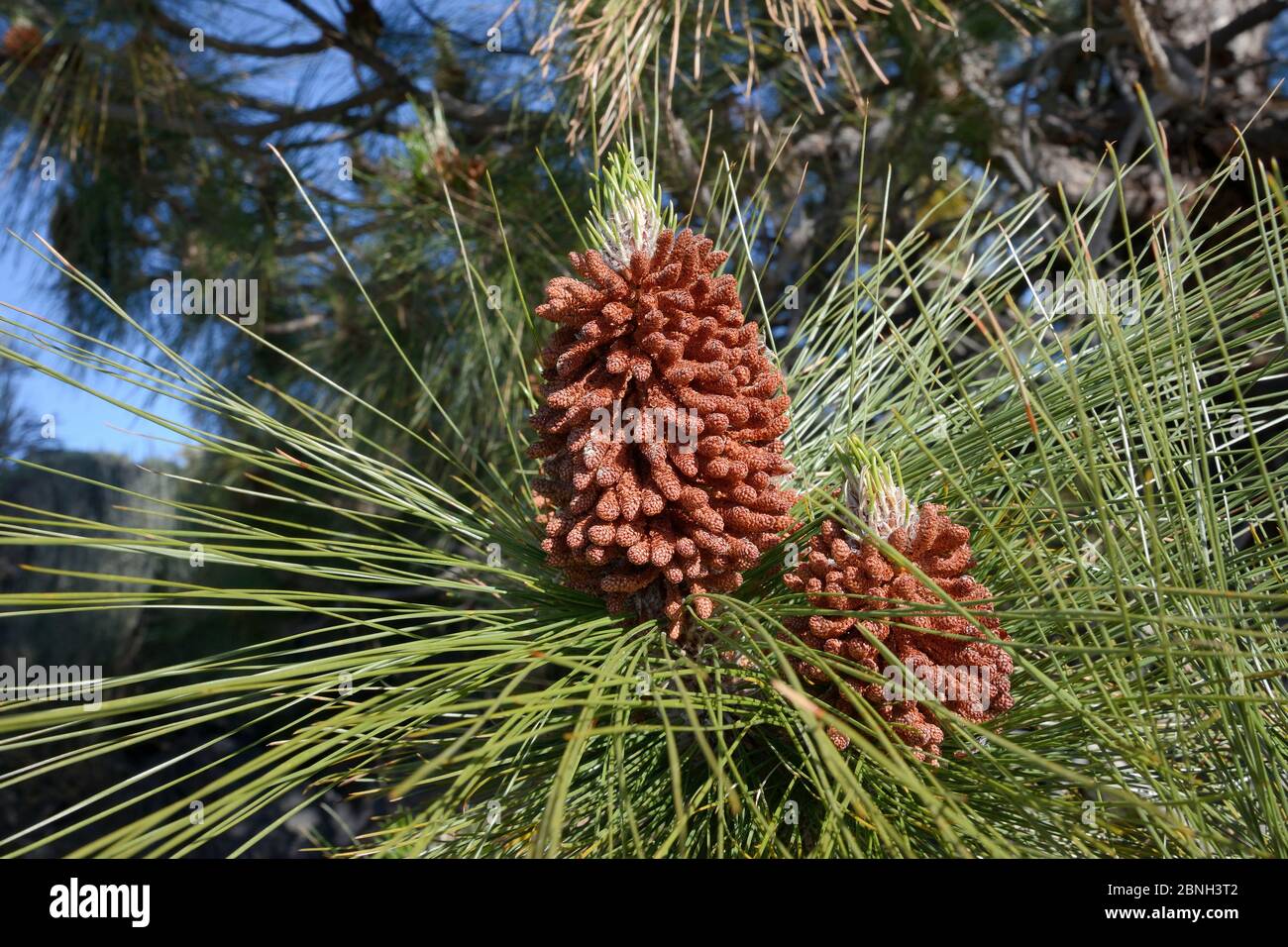 Reife, pollen produzierende männliche Zapfen einer Kanarischen Inselkiefer (Pinus canariensis), endemisch auf den Kanaren, Teide Nationalpark, Teneriffa, Kanarischen Inseln Stockfoto