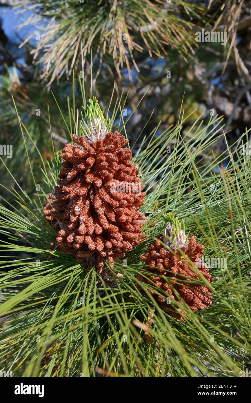 Reife, pollen produzierende männliche Zapfen einer Kanarischen Inselkiefer (Pinus canariensis), endemisch auf den Kanaren, Teide Nationalpark, Teneriffa, Kanarischen Inseln Stockfoto