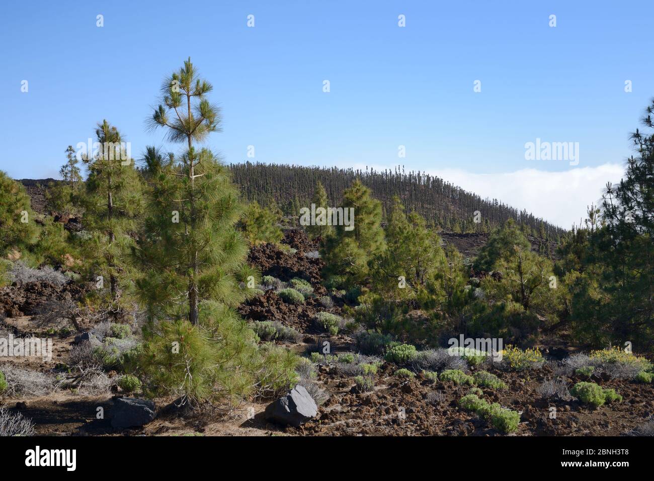 Kanarenkiefern (Pinus canariensis), endemisch auf den Kanaren, wachsen unter alten vulkanischen Lavaströmen unterhalb des Teide, Teide Nationalpark, Teneri Stockfoto
