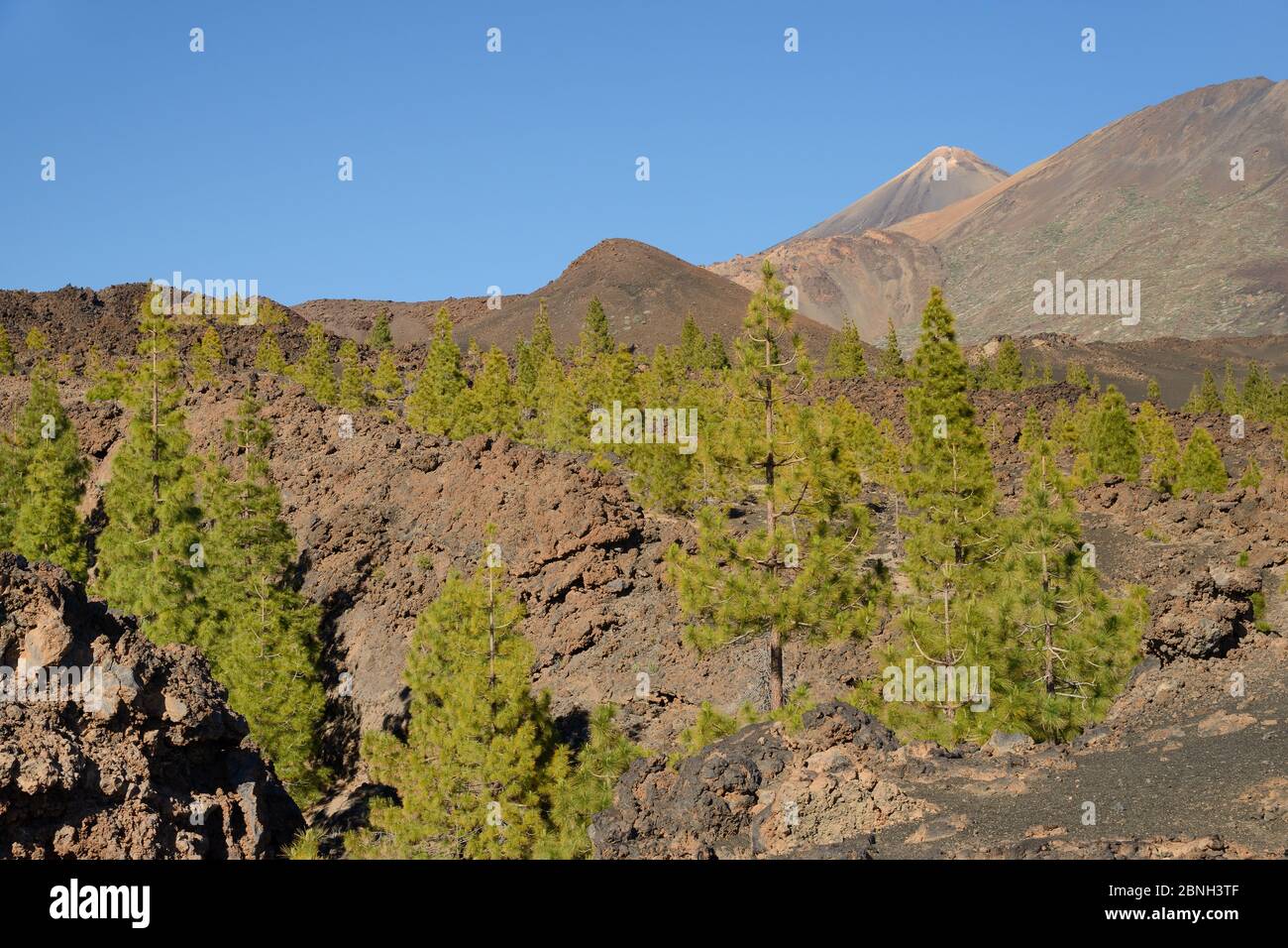 Kanarenkiefern (Pinus canariensis), endemisch auf den Kanaren, wachsen unter alten vulkanischen Lavaströmen unterhalb des Teide, Teide Nationalpark, Teneri Stockfoto