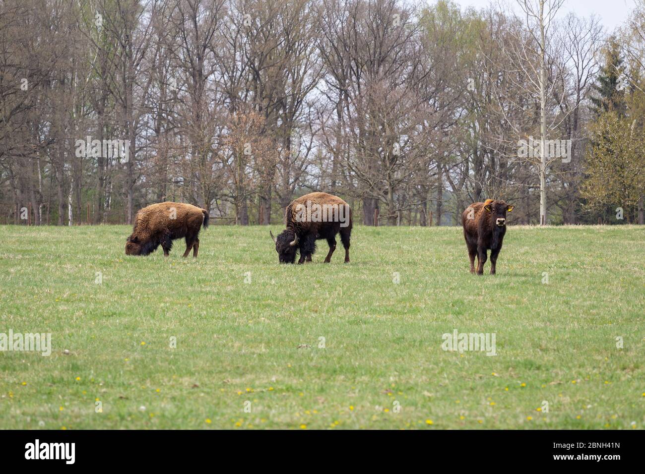 Kleine Herde amerikanischer Büffelbisons auf Grasweide Stockfoto