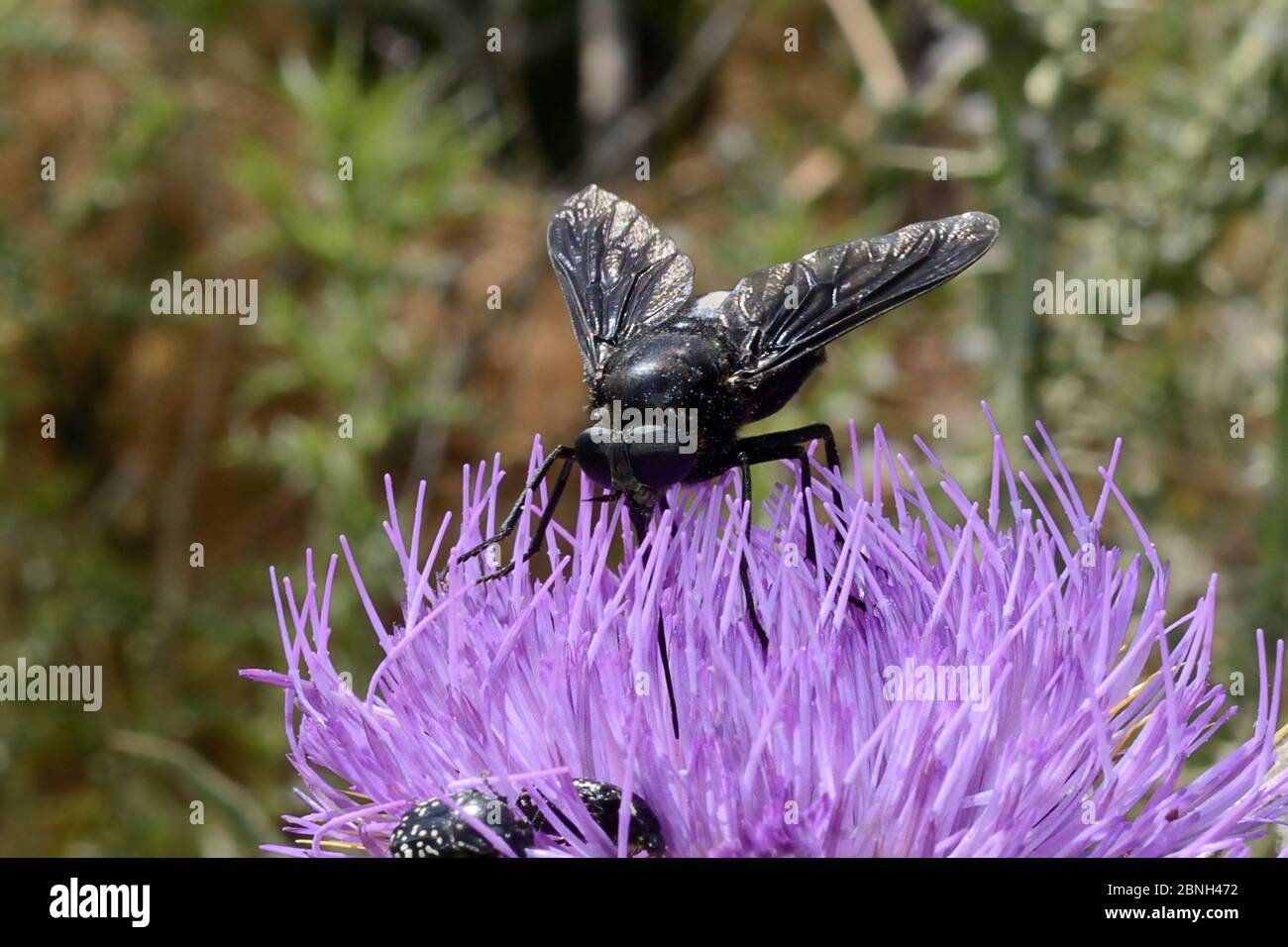 Pferdefliege (Pangonius funebris), eine Schreinbiene, die ihre langen Rüben benutzt, um auf Milchdistel (Carduus marianus) zu fäuern, Lesbos / Lesvos, Griechenland, Stockfoto