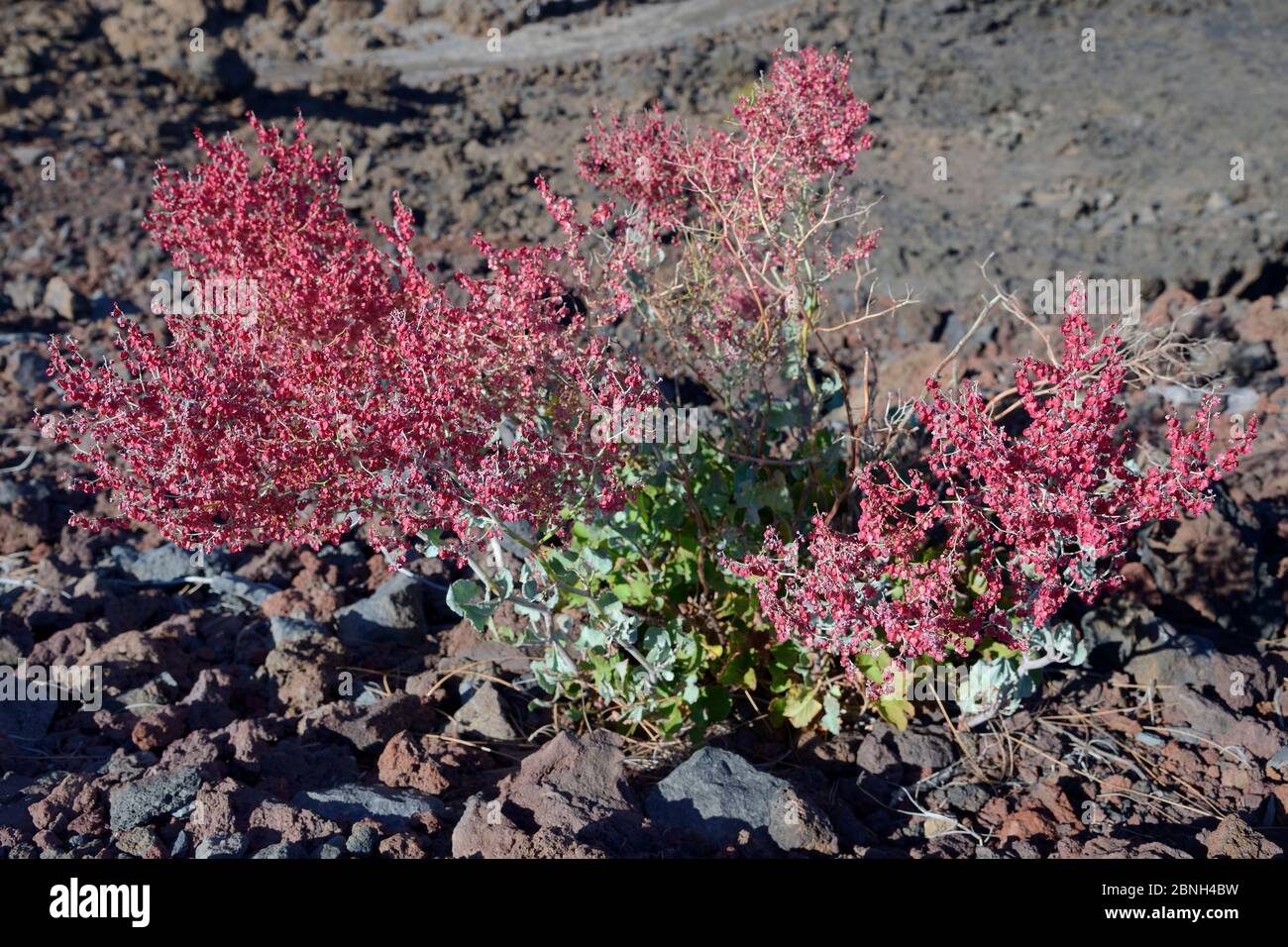 Madeira / Madeira-Sorrel (Rumex maderensis), endemisch auf den Kanaren und Madeira, blühend zwischen alten Lavastroßen,Teide-Nationalpark, Teneriffa, Mai. Stockfoto