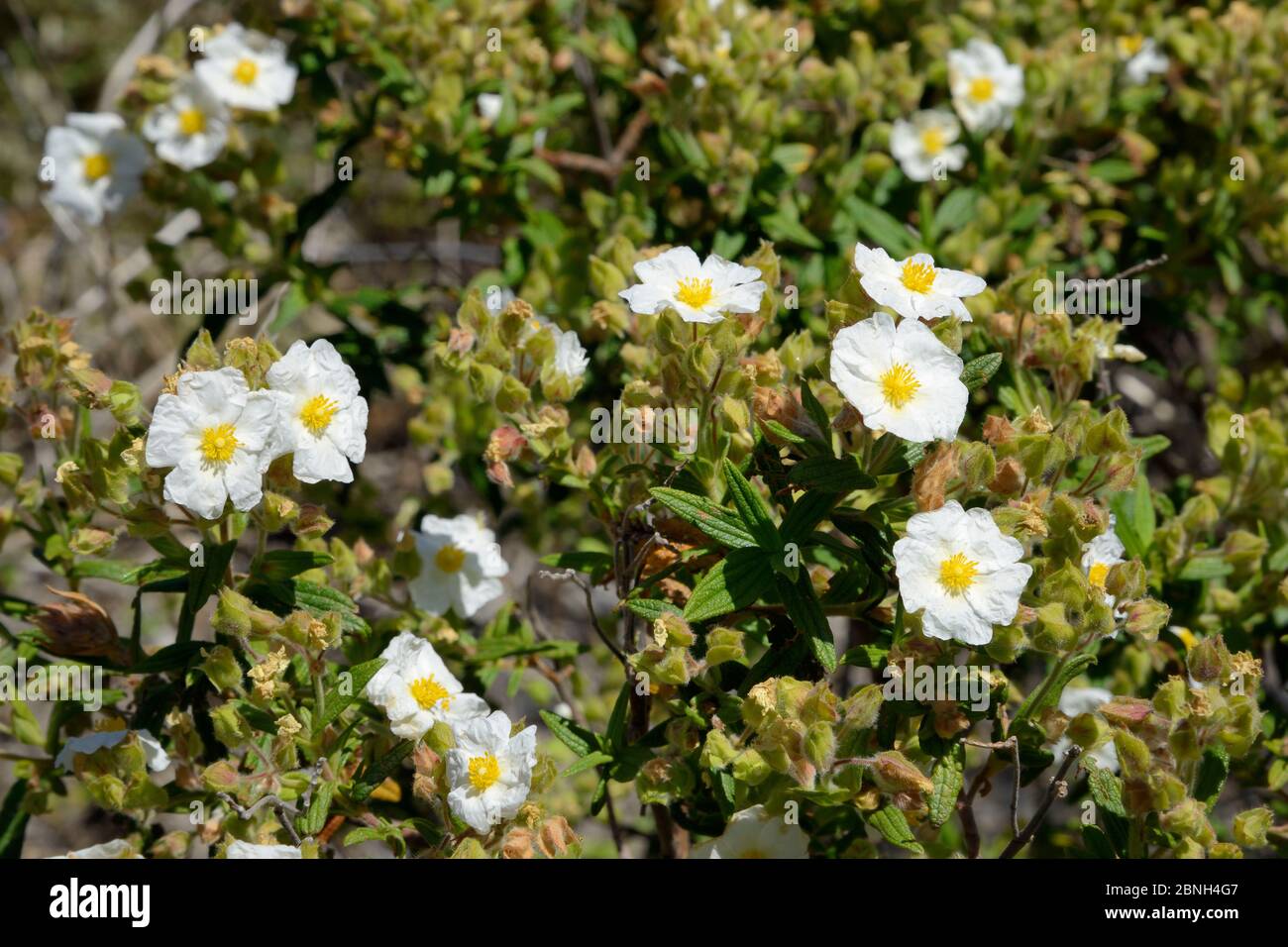 Cistus monspeliensis (engblättriger Zistus) blühend an Berghängen, Teide Nationalpark, Teneriffa, Mai. Stockfoto