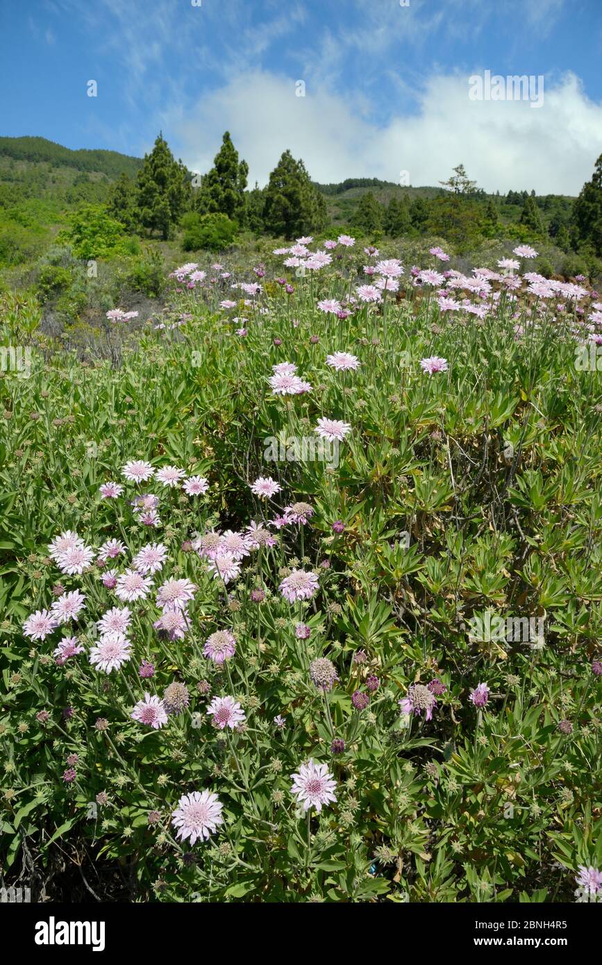 Buschkäfer (Pterocephalus lasiospermus) blühende Klumpen an Berghängen, Teide Nationalpark, Teneriffa, Mai. Stockfoto