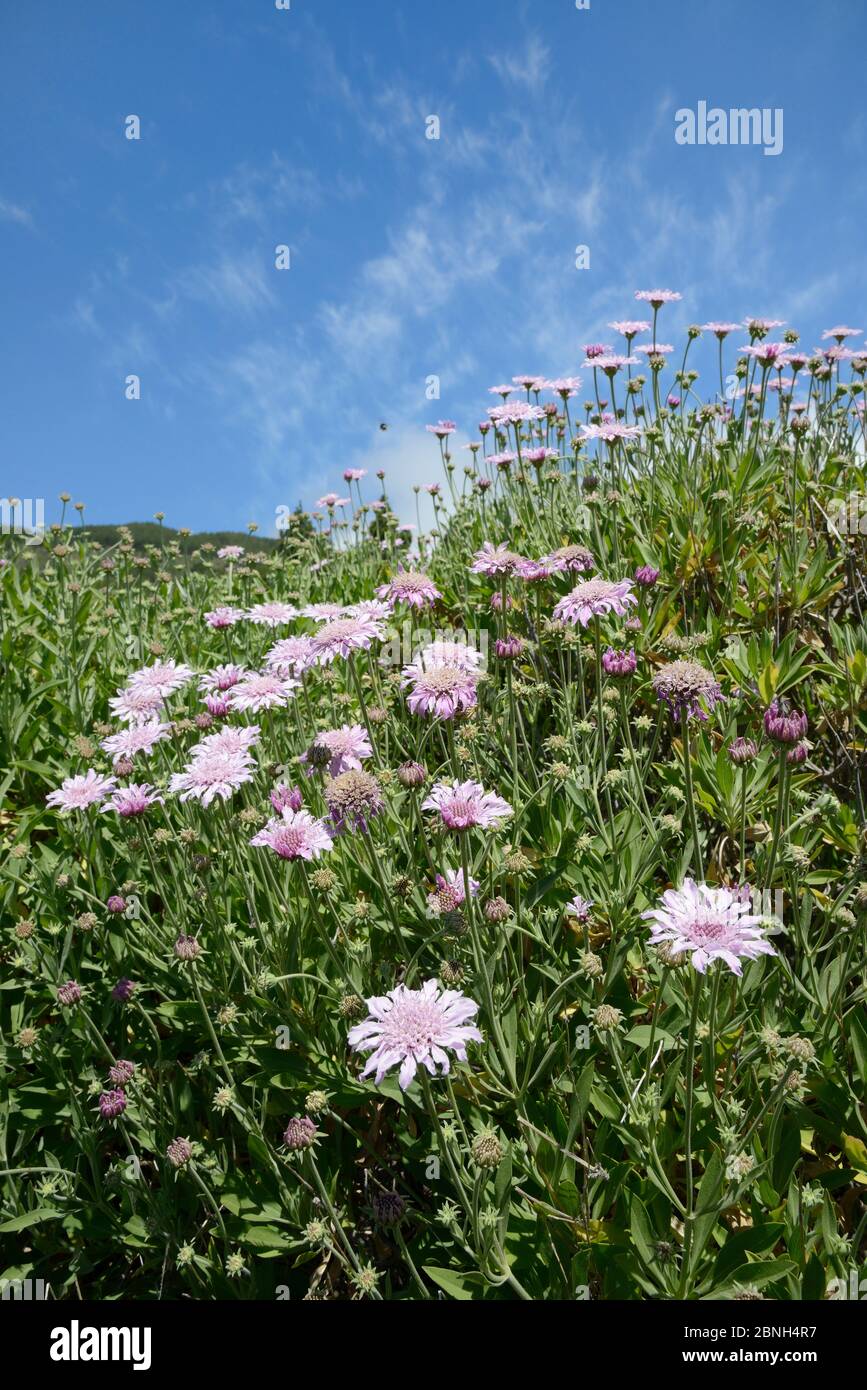Buschkäfer (Pterocephalus lasiospermus) blühende Klumpen an Berghängen, Teide Nationalpark, Teneriffa, Mai. Stockfoto