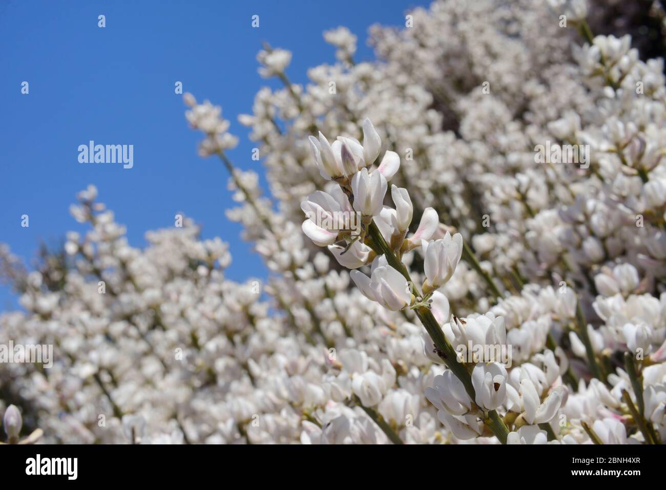 Teide-Weißbesen (Spartocytisus supranubius), endemisch auf Teneriffa, blühender Busch, Teide-Nationalpark, Teneriffa, Mai. Stockfoto