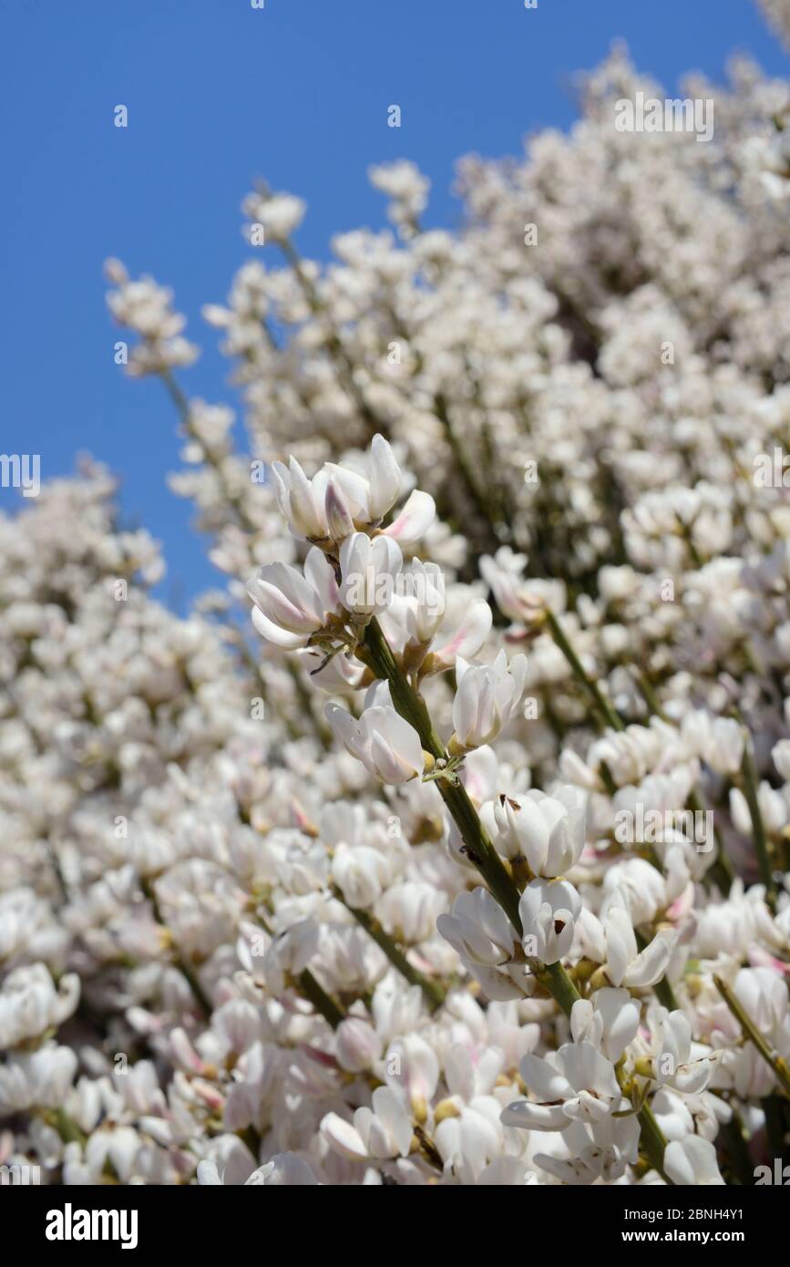 Teide-Weißbesen (Spartocytisus supranubius), endemisch auf Teneriffa, blühender Busch, Teide-Nationalpark, Teneriffa, Mai. Stockfoto