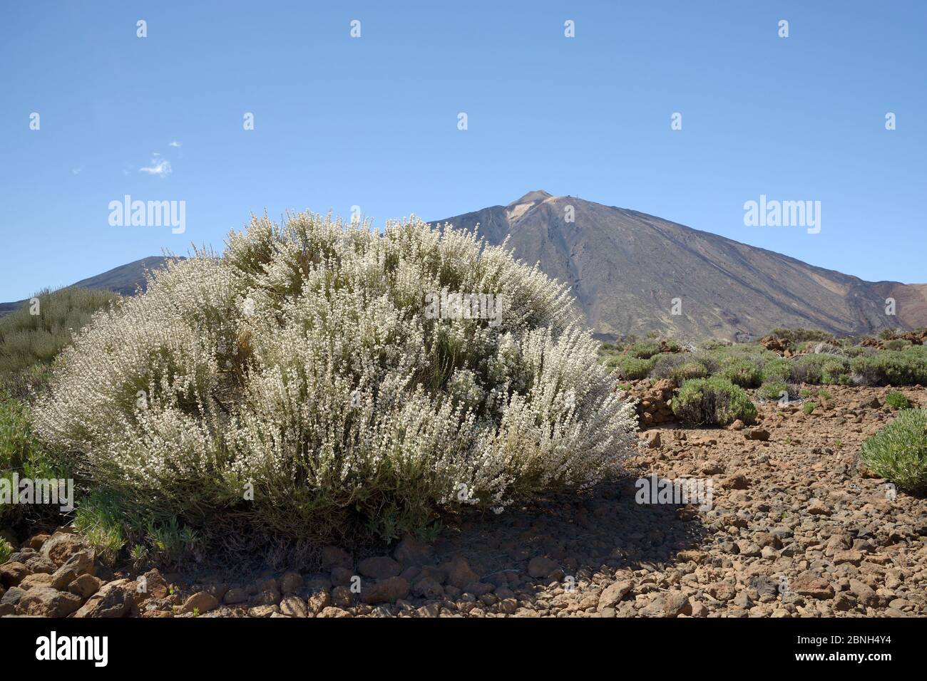 Teide weiße Besen (Spartocytisus Supranubius) Blüte an den Hängen des Mount Teide Nationalpark Teide, Teneriffa, Mai. Stockfoto