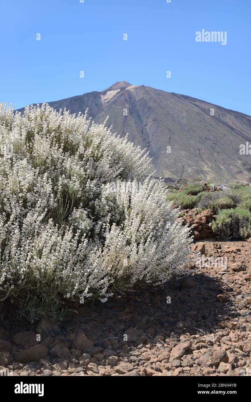 Teide weiße Besen (Spartocytisus Supranubius) Blüte an den Hängen des Mount Teide Nationalpark Teide, Teneriffa, Mai. Stockfoto