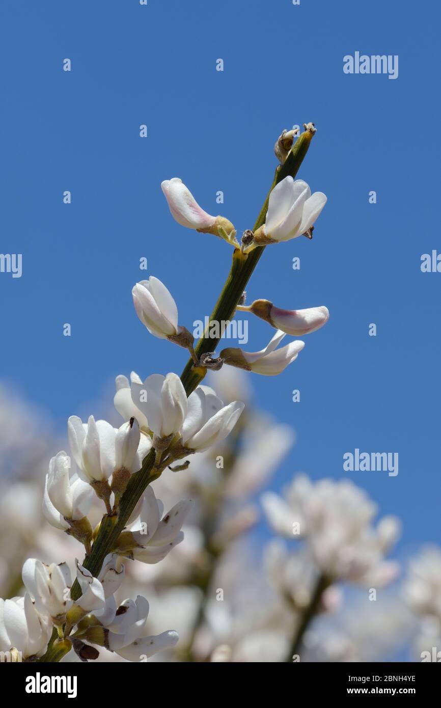 Teide-Weißbesen (Spartocytisus supranubius), endemisch auf Teneriffa, blühend, Teide-Nationalpark, Teneriffa, Mai. Stockfoto