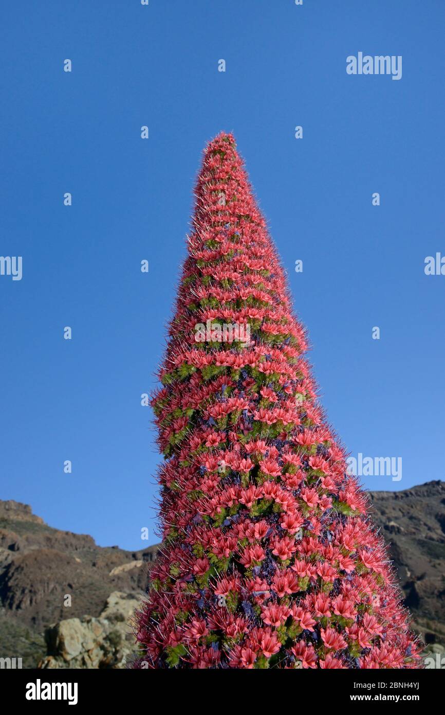 Blumen des Teide bugloss (Echium wildpretii), Teide Nationalpark, Teneriffa, Kanarische Inseln, Mai. Stockfoto