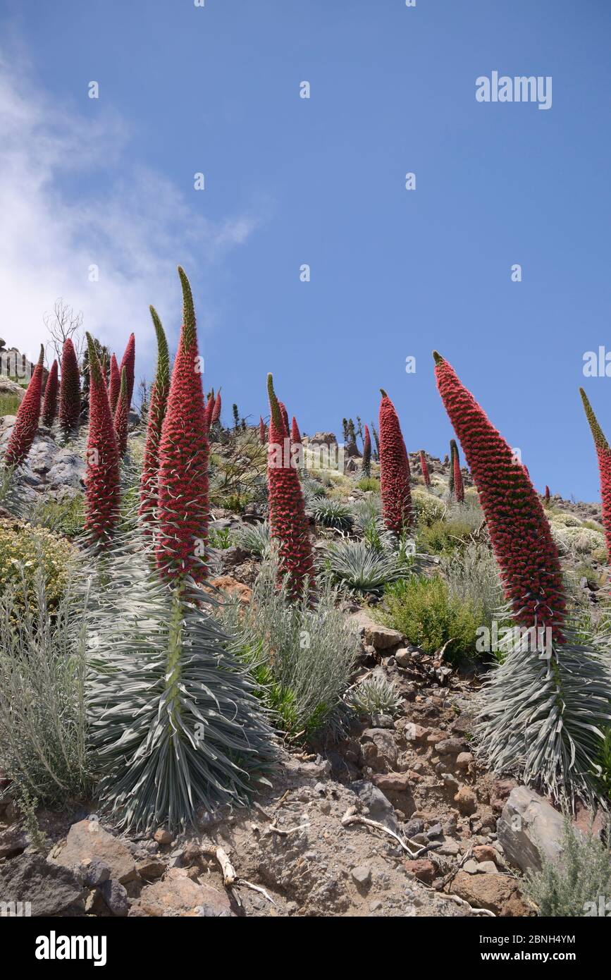 Drei Meter hohen Teide bugloss (Echium wildpretii) Blühende Stacheln am Berghang, der Nationalpark Teide, Teneriffa, Kanarische Inseln, Mai. Stockfoto