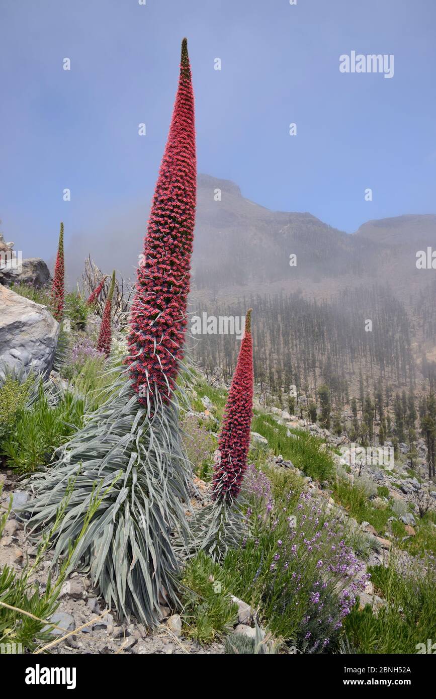 Drei Meter hoher Teide bugloss (Echium wildpretii), der neben Teide-Wandblumen (Erysimum scoparium) am nebeligen Berghang Teide Nationa blüht Stockfoto