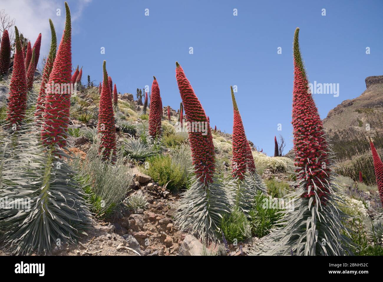 Drei Meter hohen Teide bugloss (Echium wildpretii) Blühende Stacheln am Berghang, der Nationalpark Teide, Teneriffa, Kanarische Inseln, Mai. Stockfoto