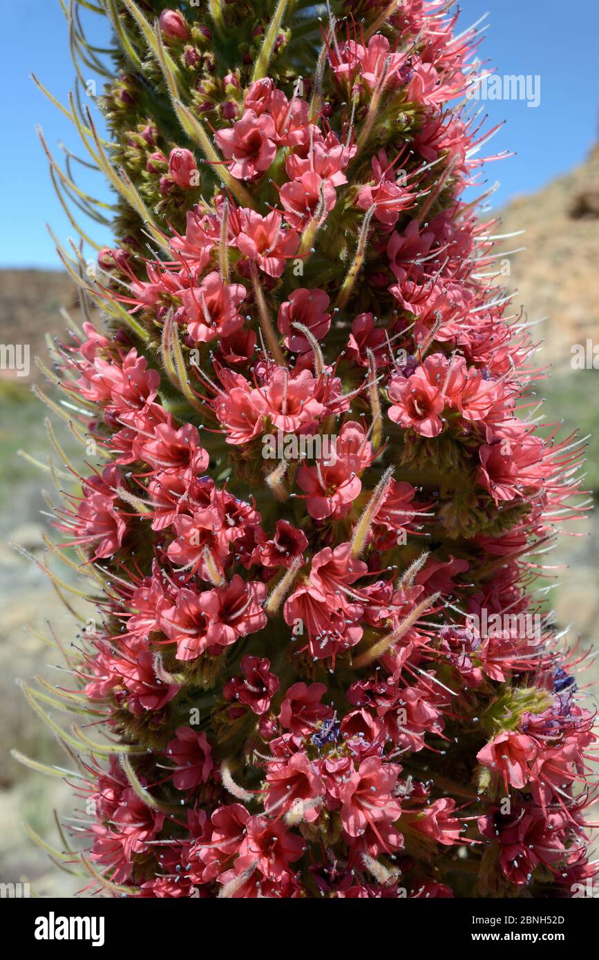 Blumen des Teide bugloss (Echium wildpretii), Teide Nationalpark, Teneriffa, Kanarische Inseln, Mai. Stockfoto