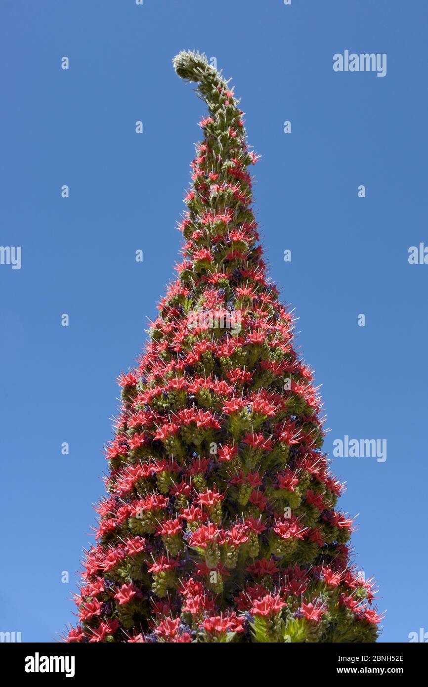 Mount Teide bugloss (Echium wildpretii) blühend, Teide Nationalpark, Teneriffa, Kanarische Inseln, Mai. Stockfoto