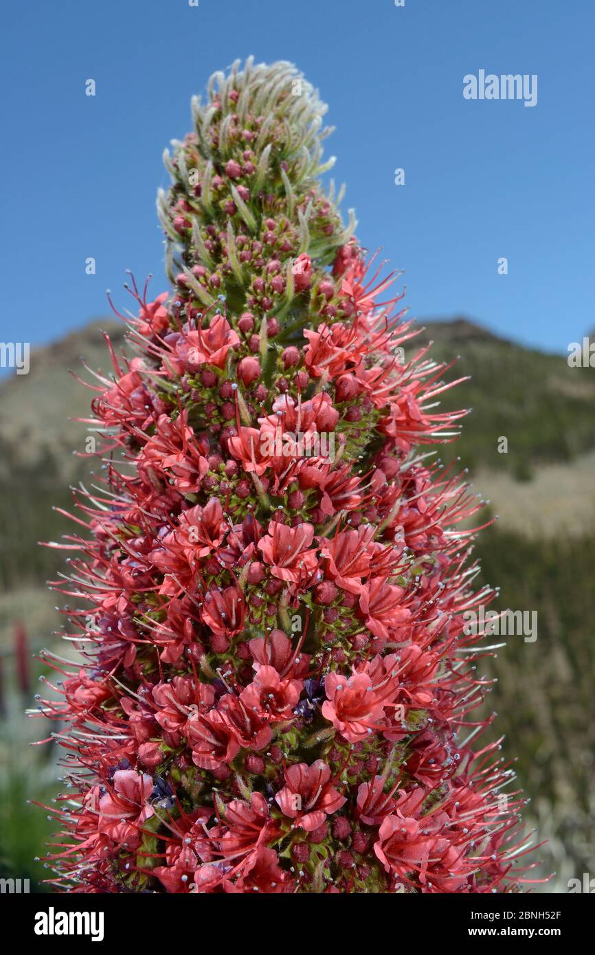 Blumen des Teide bugloss (Echium wildpretii), Teide Nationalpark, Teneriffa, Kanarische Inseln, Mai. Stockfoto